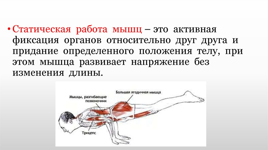 Такие разные мышцы презентация 4 класс