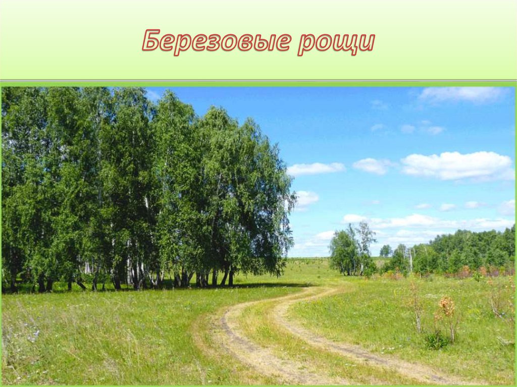 Березовые рощи