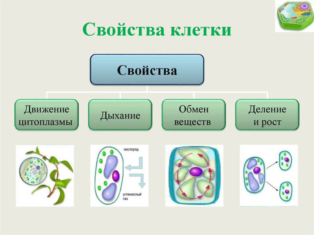 Свойство клеточного строения. Свойства клетки. Характеристика свойств клетки. Функциональные свойства клетки. Жизненные свойства клетки.