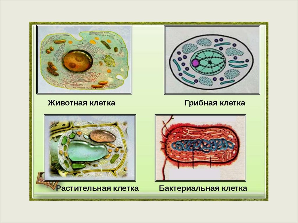 Клетки организмов всех царств живой. Клетка царства растительной клетки. Растительная животная грибная и бактериальная клетки. Строение грибной животной растительной и бактериальной кл. Клетки растений животных грибов и бактерий.