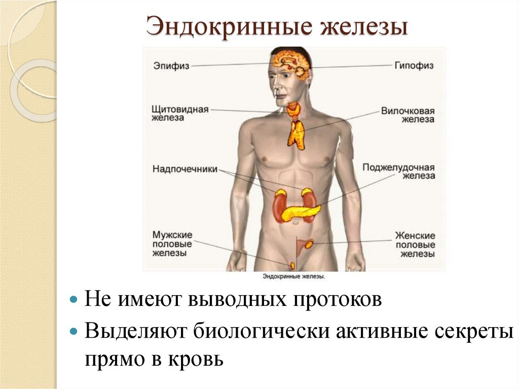 Гипофиз эндокринная железа. Железы внутренней секреции. Органы внутренней секреции.