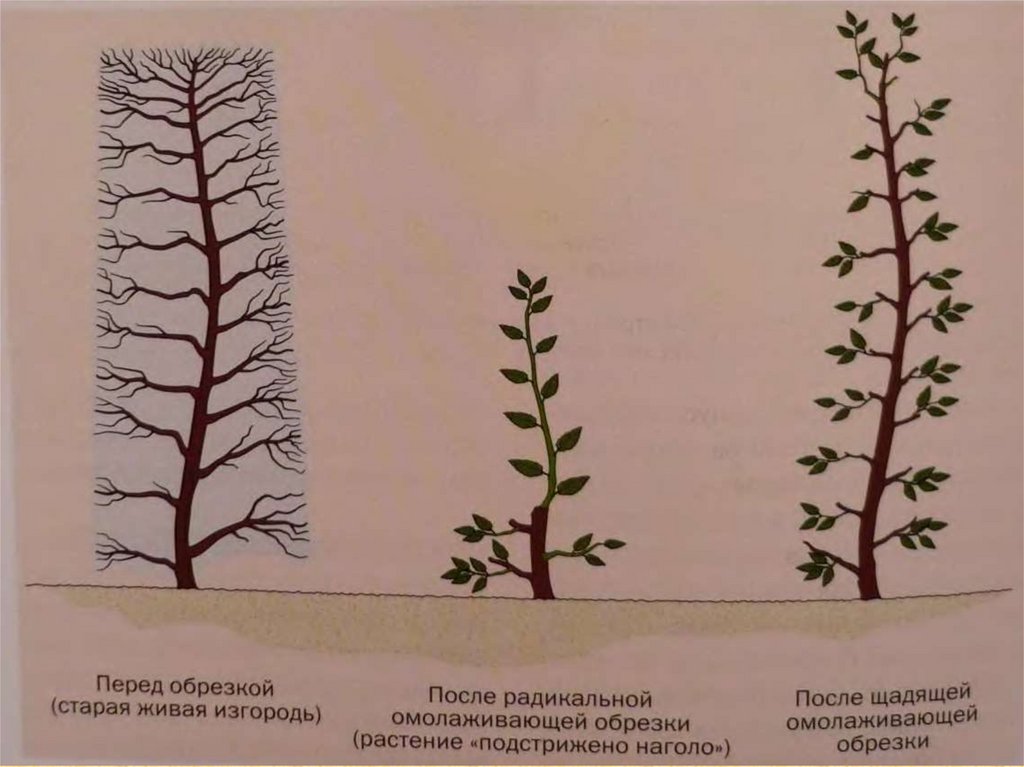 Формирование растений