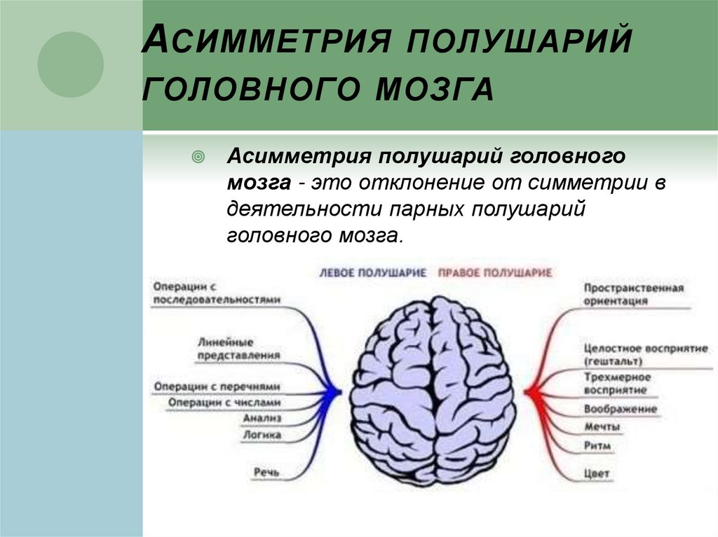 В головном мозге особенно развиты полушария