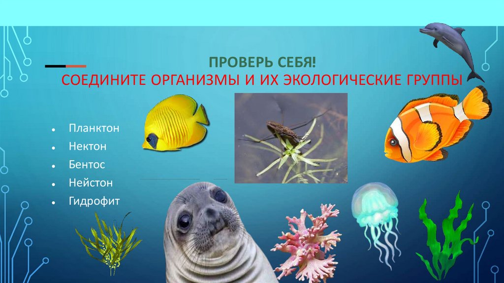 Нектон группа организмов. Планктон Нектон бентос. Нектон Нейстон бентос. Водная среда бентос планктон Нектон. Бентос планктон Нектон Литораль.