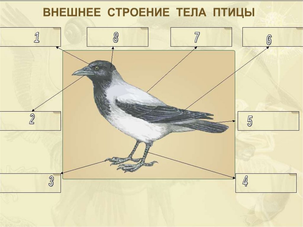 Строение птицы схема