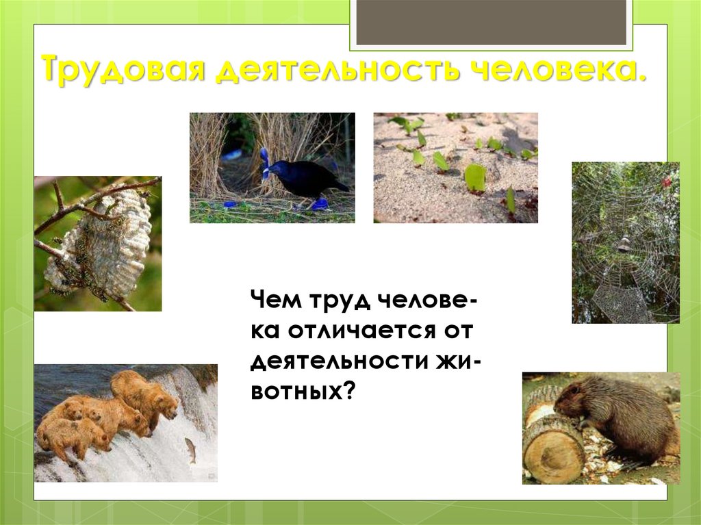 Трудовая деятельность человека.