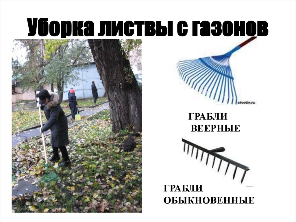 Уборка листвы с газонов