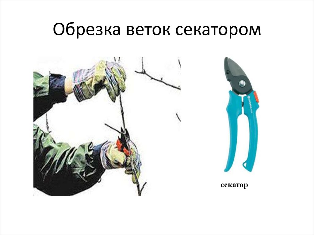 Обрезка веток секатором