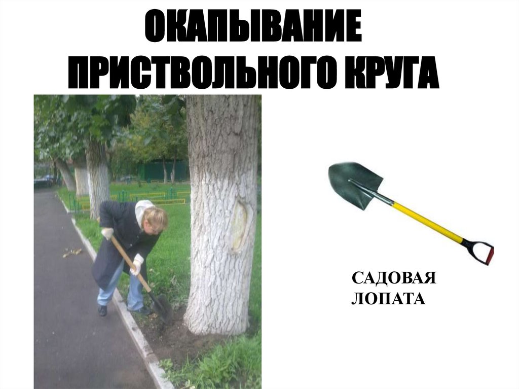 ОКАПЫВАНИЕ ПРИСТВОЛЬНОГО КРУГА