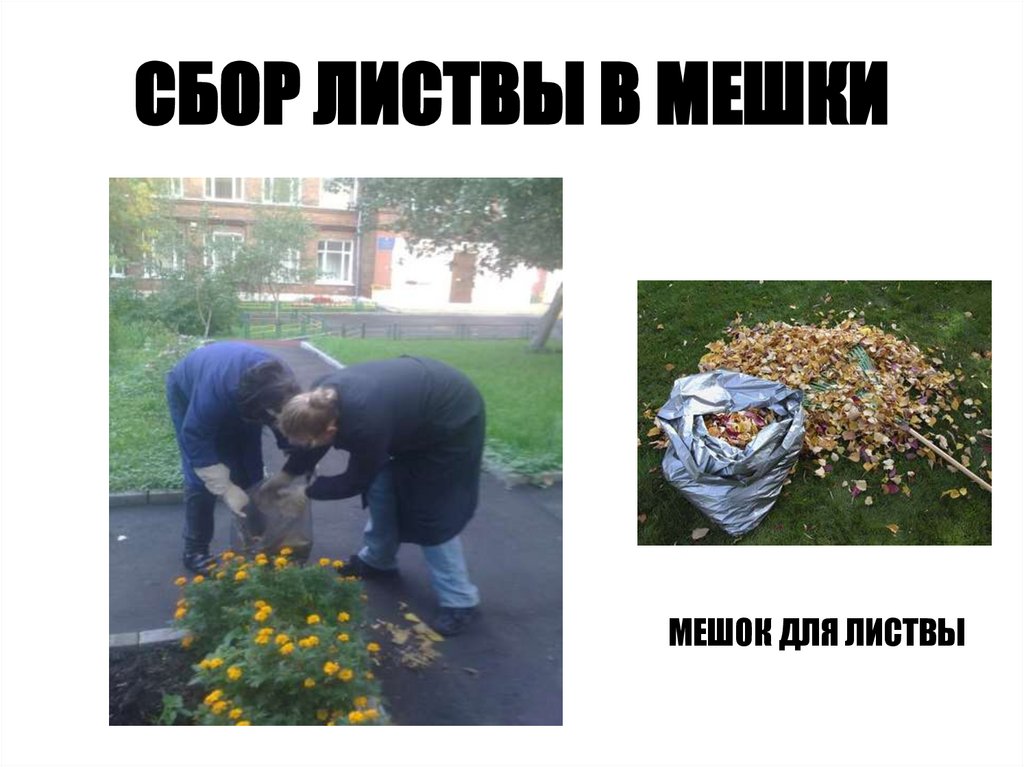 СБОР ЛИСТВЫ В МЕШКИ