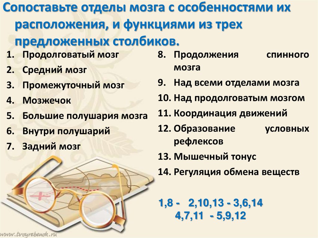 Строение и функция нервной системы Актуализация знаний: