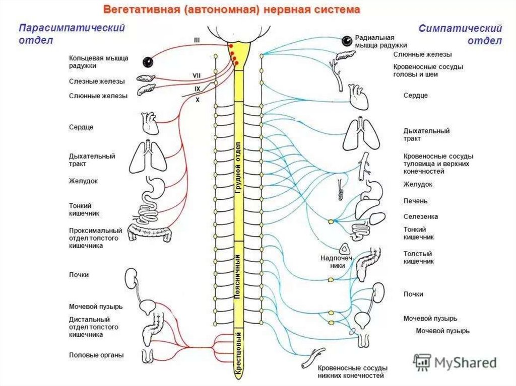 Нервы симпатического отдела. Симпатический отдел вегетативной нервной системы схема. Строение симпатического отдела вегетативной нервной системы схема. Нервная система человека схема симпатическая и парасимпатическая. Парасимпатическая вегетативная нервная система схема.
