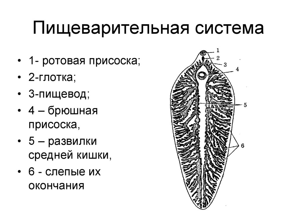 Пищеварительная система планарии рисунок