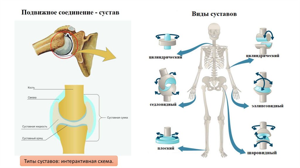 Виды суставов и их строение. Виды суставов и их строение