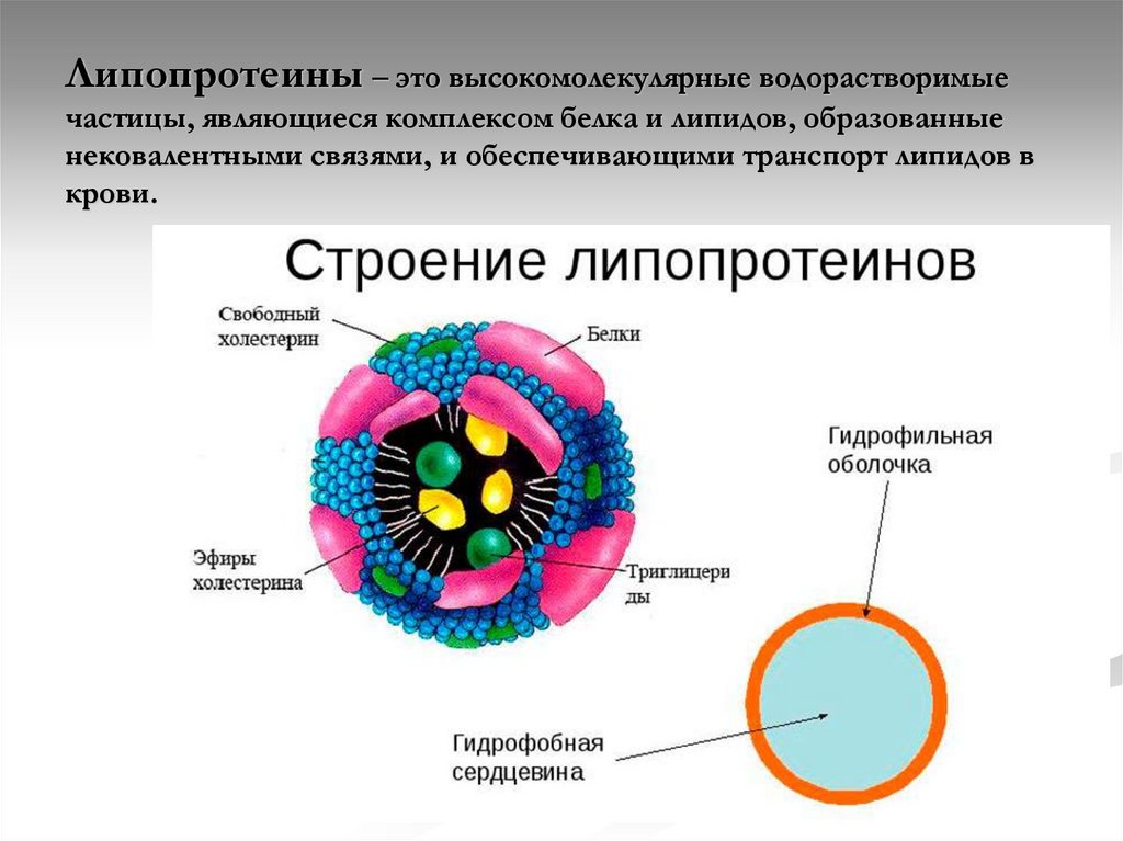 Липопротеины это