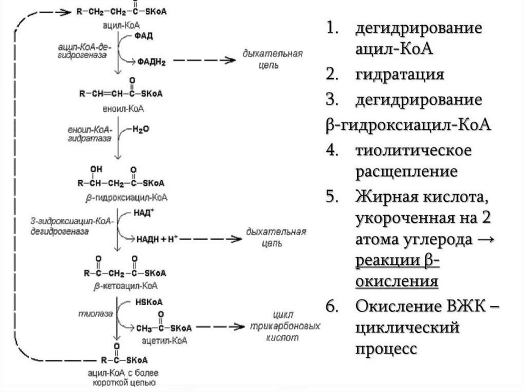 Реакции бета окисления