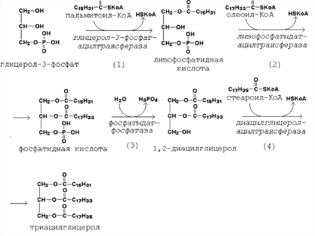 Схему синтеза триглицеридов и фосфатидов