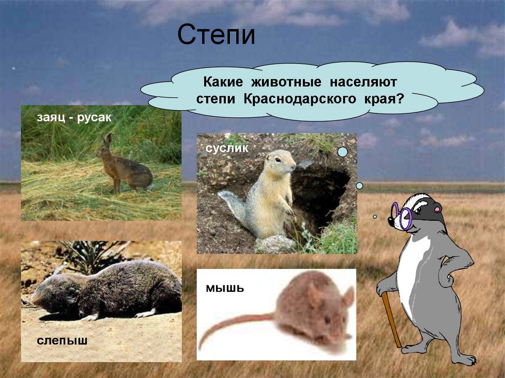 Обитатели кубани. Степные звери. Животные степи Кубани. Животный мир Краснодарского края. Животные Степной зоны.