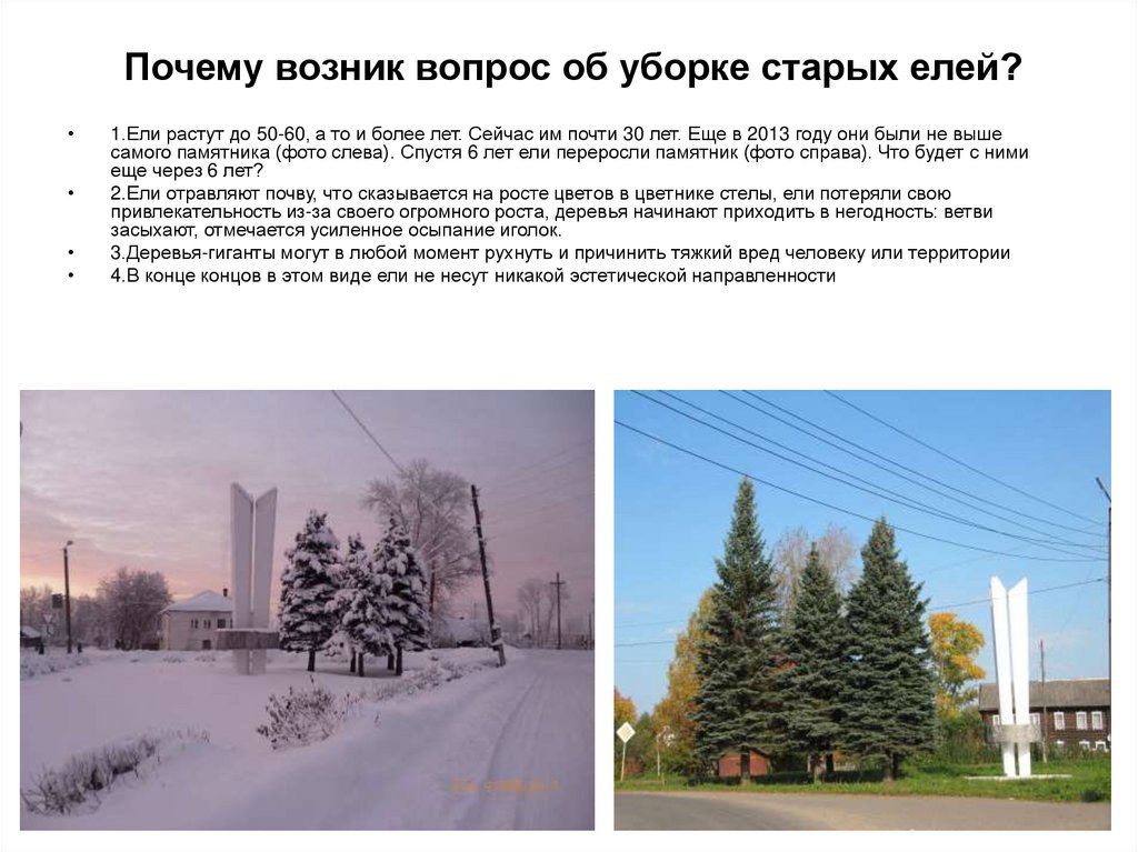 Почему возник вопрос об уборке старых елей?