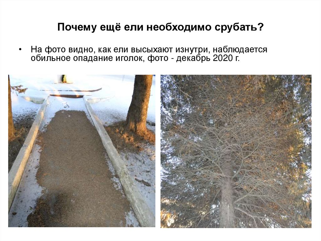 Почему ещё ели необходимо срубать?