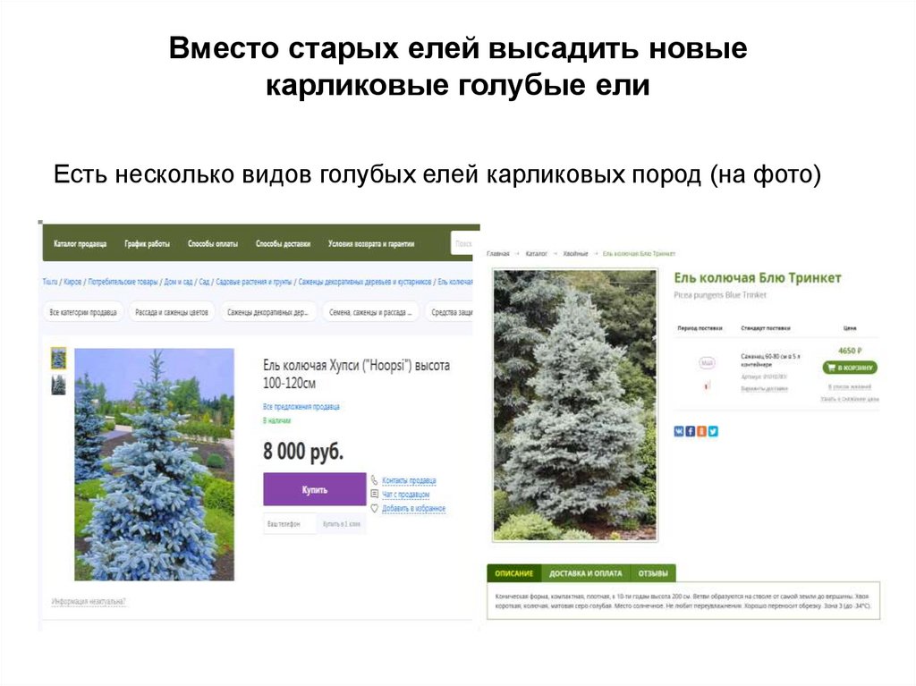 Вместо старых елей высадить новые карликовые голубые ели