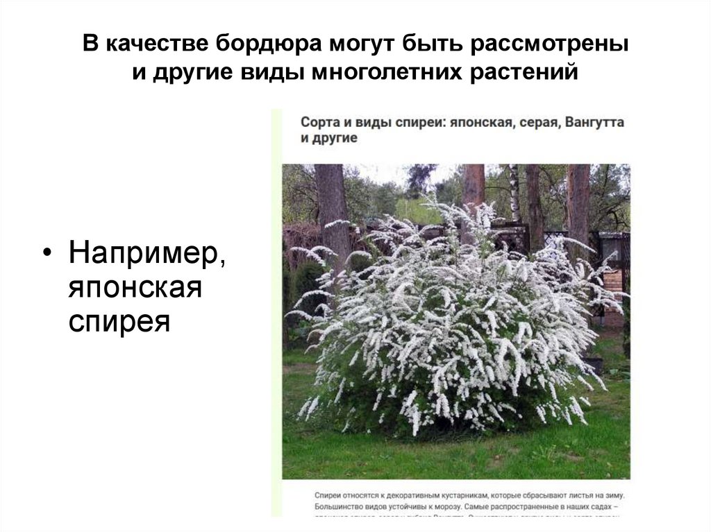 В качестве бордюра могут быть рассмотрены и другие виды многолетних растений