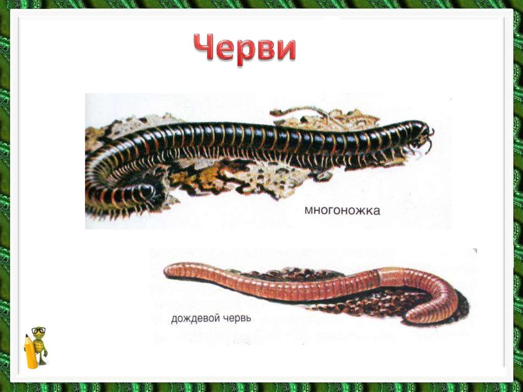 Черви имена. Разнообразие животных черви. Черви 3 класс. Черви окружающий мир. Разнообразие животных черви 3 класс.