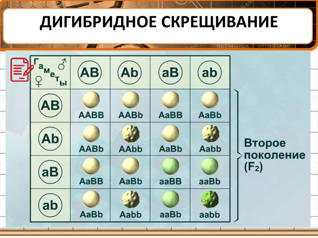 3 закона менделя 9 класс