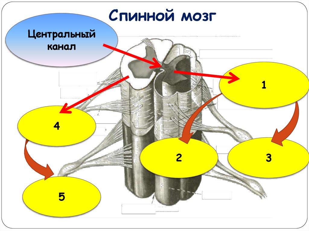 Центральный канал в качестве