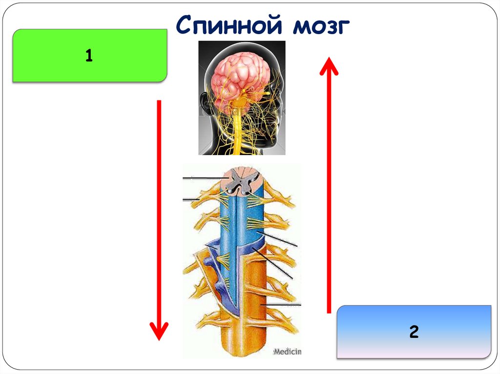 Спинной мозг