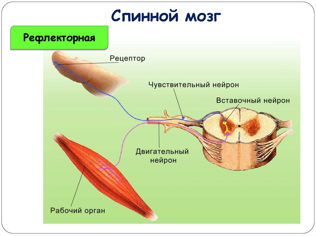 Двигательные и чувствительные корешки