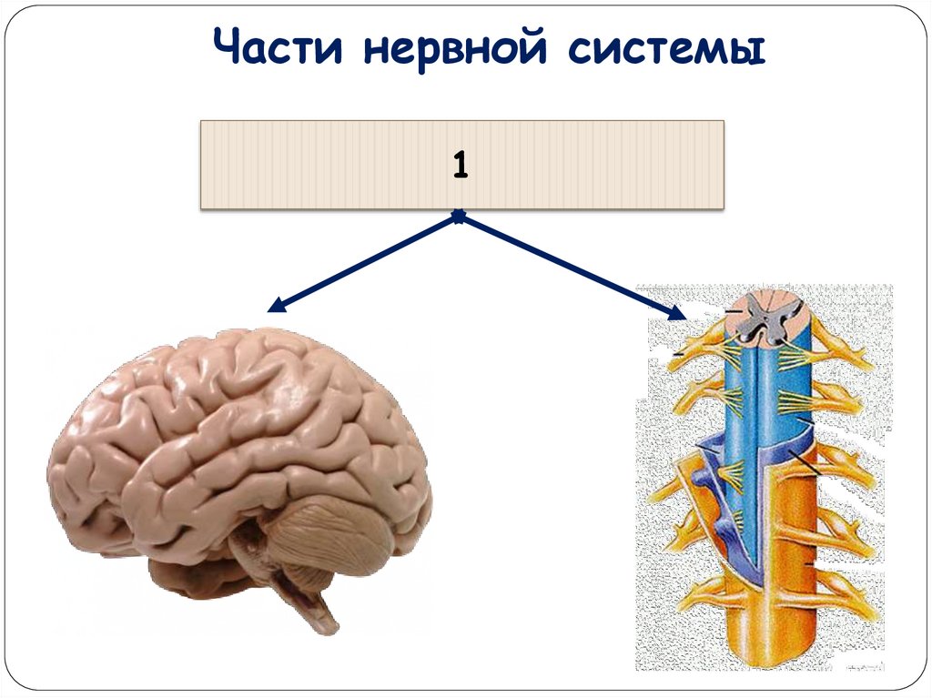 Части нервной системы. 3 Части нервной системы. Три части нервной системы. Запишите части нервной системы.