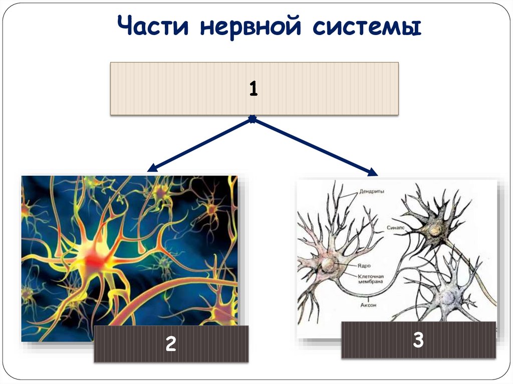 Строение нервной. Части нервной системы. Биология части нервной.