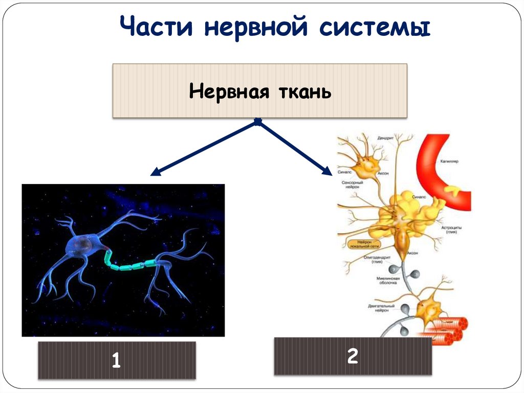 Части нервной системы. Части нерва. Часть нервов. Составная часть нерва 5 букв.