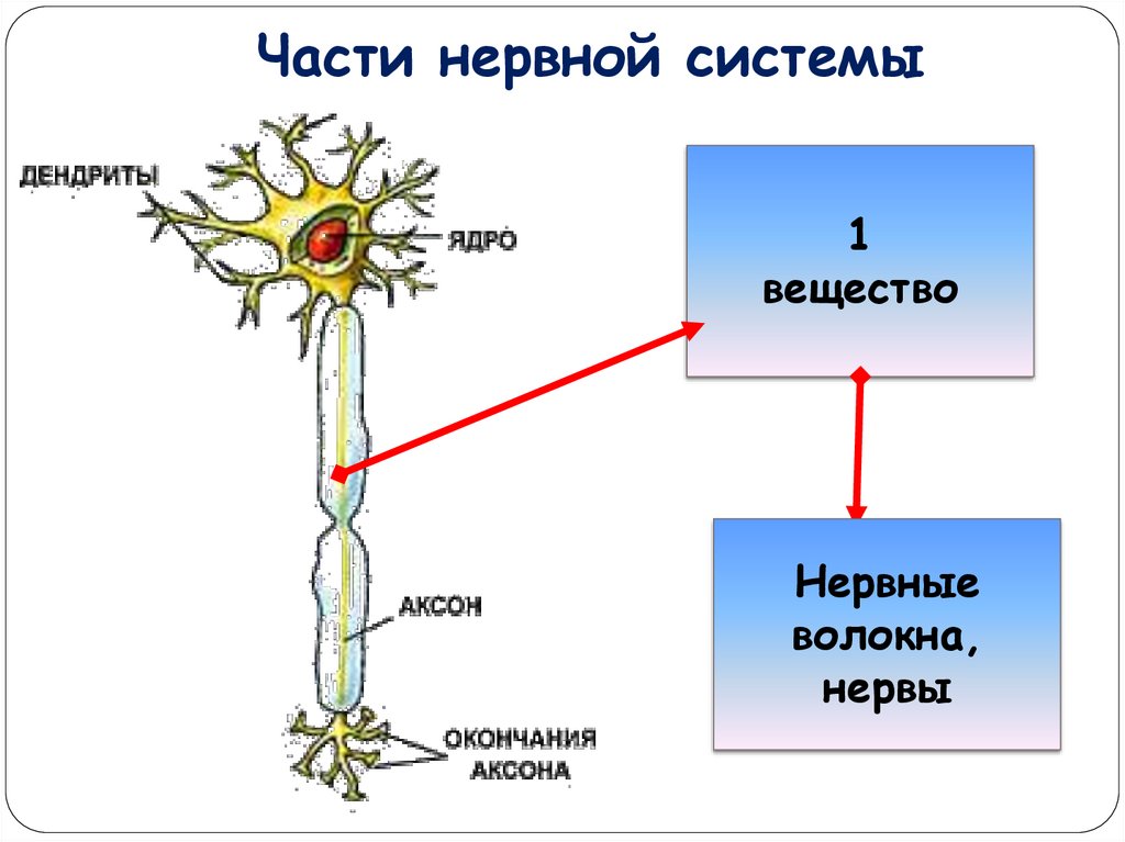 Части нервной системы. Три части нервной системы. Строение и значение нервной системы 8 класс. Строение нервной пленки.