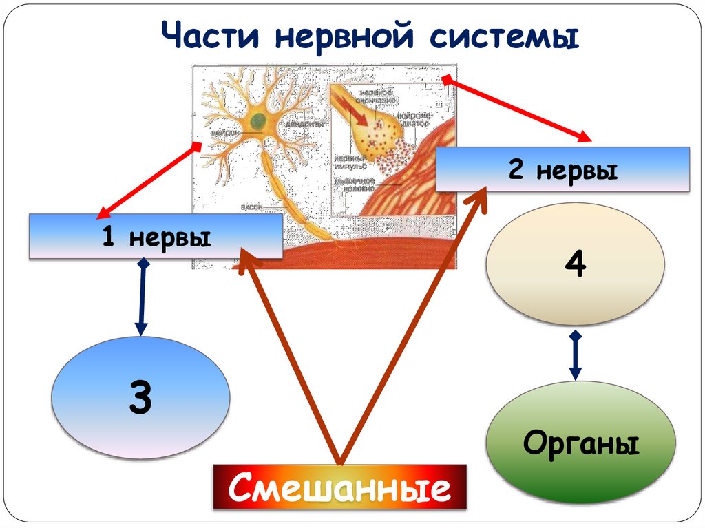 Части нервной системы