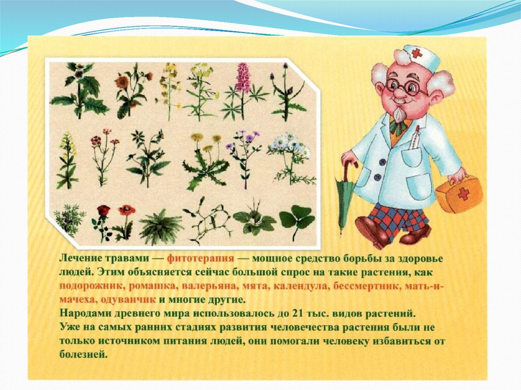 Растение друзья человека. Лекарственные растения в ДОУ. Веселые лекарственные растения. Какие растения лечат. Презентация на тему растения которые нас лечат.