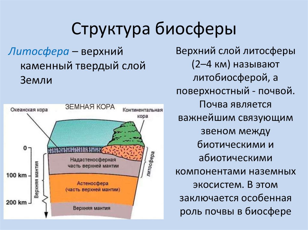 Верхняя часть литосферы входит в состав биосферы. Структура биосферы. Биосфера состав и строение. Состав биосферы 6 класс. Сохранению биосферы способствует.