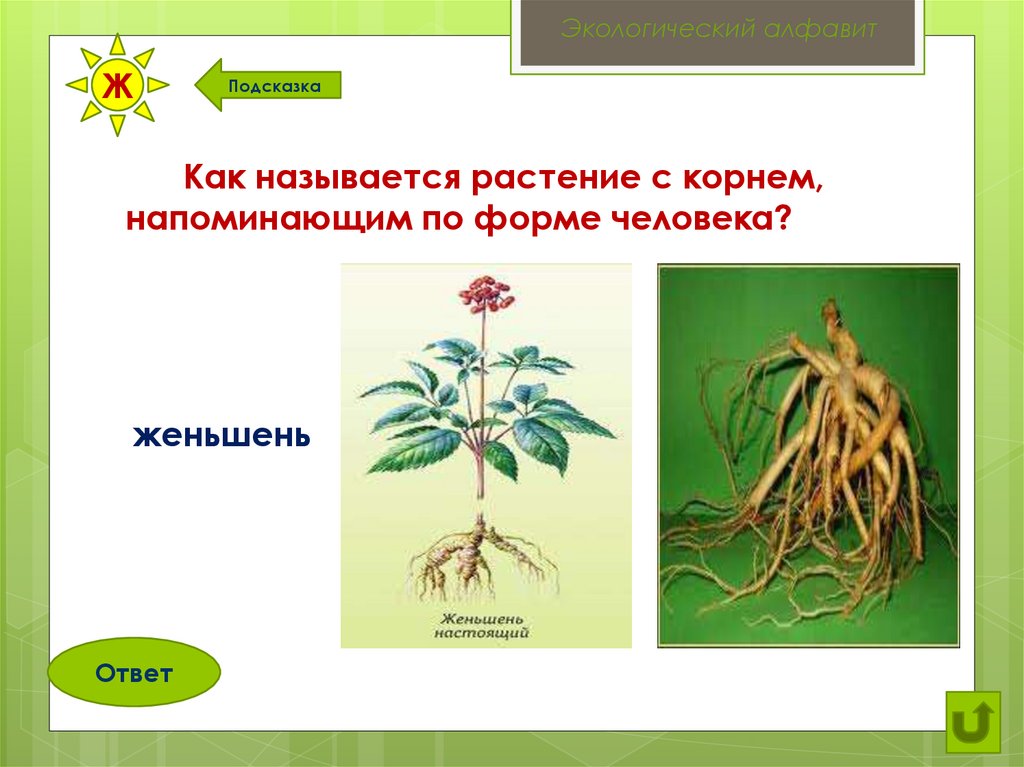 Краса корень. Корни растений. Корни растений с названиями. Цветочные корневые растения названия. Как называются корни у растений.