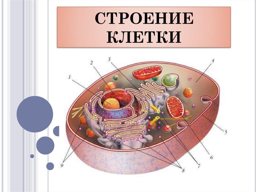 Внутренняя среда клеток органоид