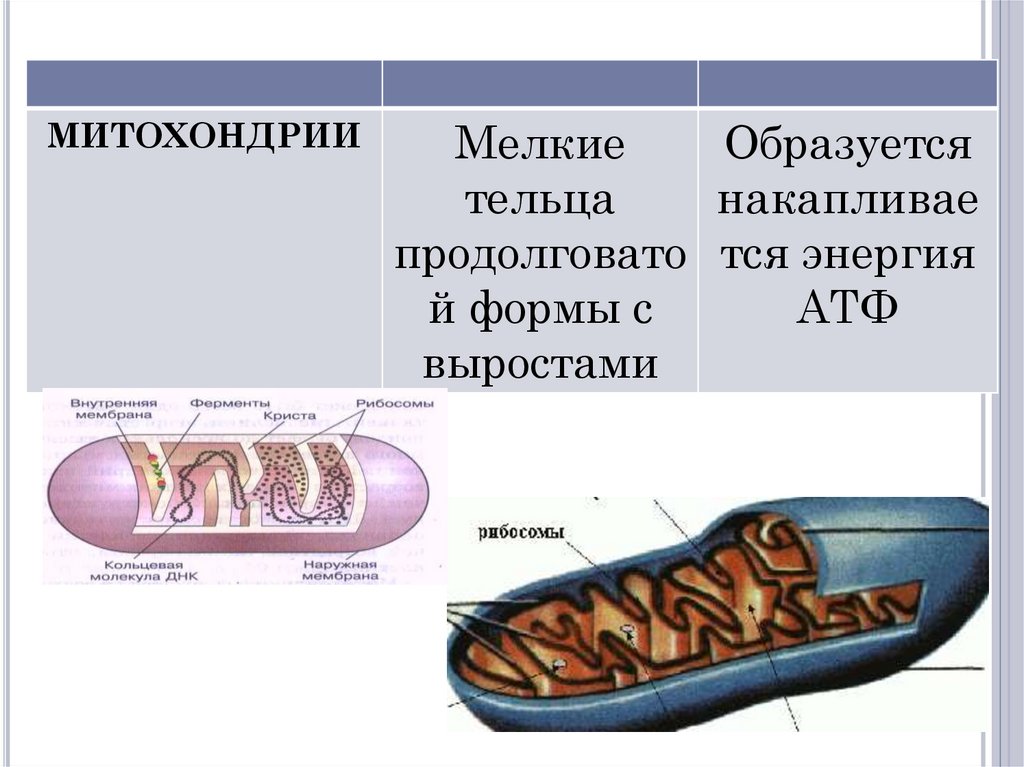 Функция митохондрии является. Митохондрии строение и функции. Особое строение митохондрии. Функции наружной мембраны митохондрий. Внутренние структуры митохондрий.
