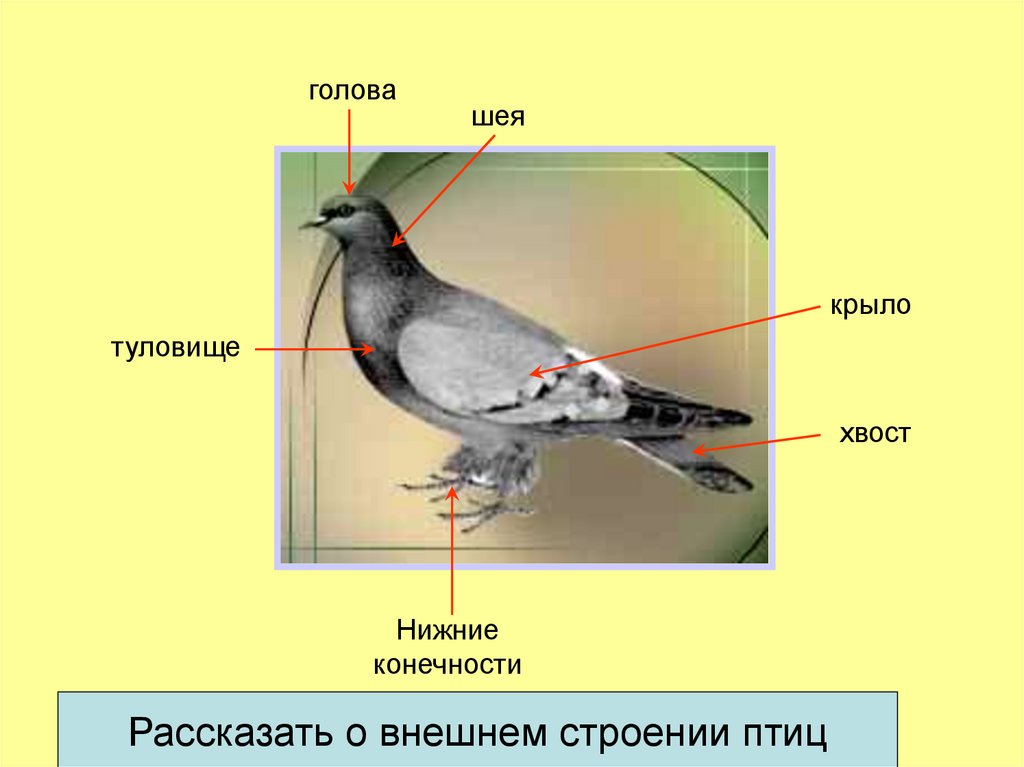 Особенности внешнего строения головы птицы. Наружное строение птицы. Внешнее строение птиц. Класс птицы внешнее строение. Строение тела птицы.