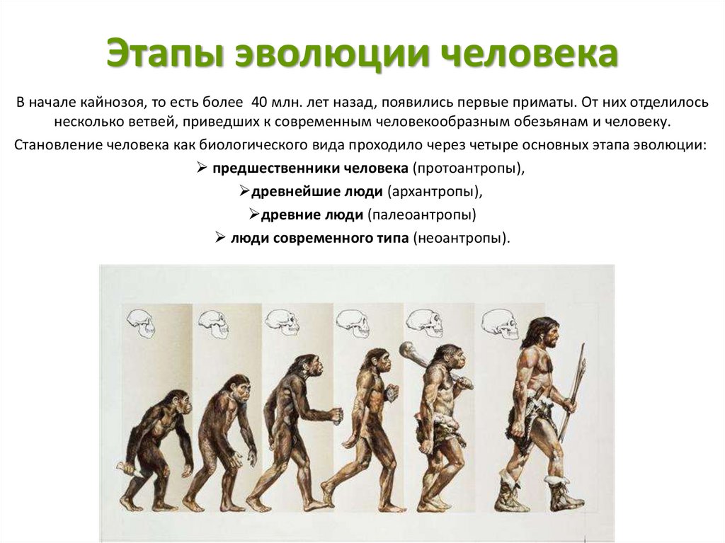 Происхождение и этапы эволюции. Стадии развития эволюции человека. Начальные этапы эволюции человека. Этапы революции человека. Ступени эволюции человека.