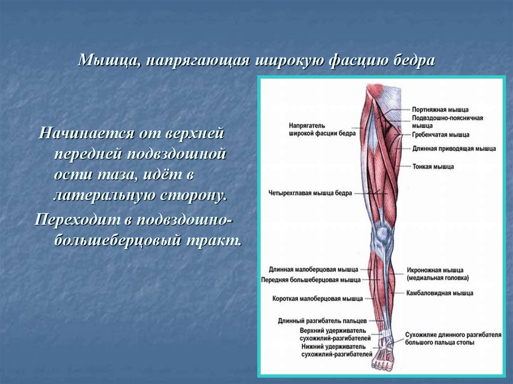 Мышцы нижних конечностей стопы. Мышцы нижней конечности вид сбоку. Фасции ноги анатомия. Мышца напрягатель широкой фасции. Мышцы и фасции свободной нижней конечности.