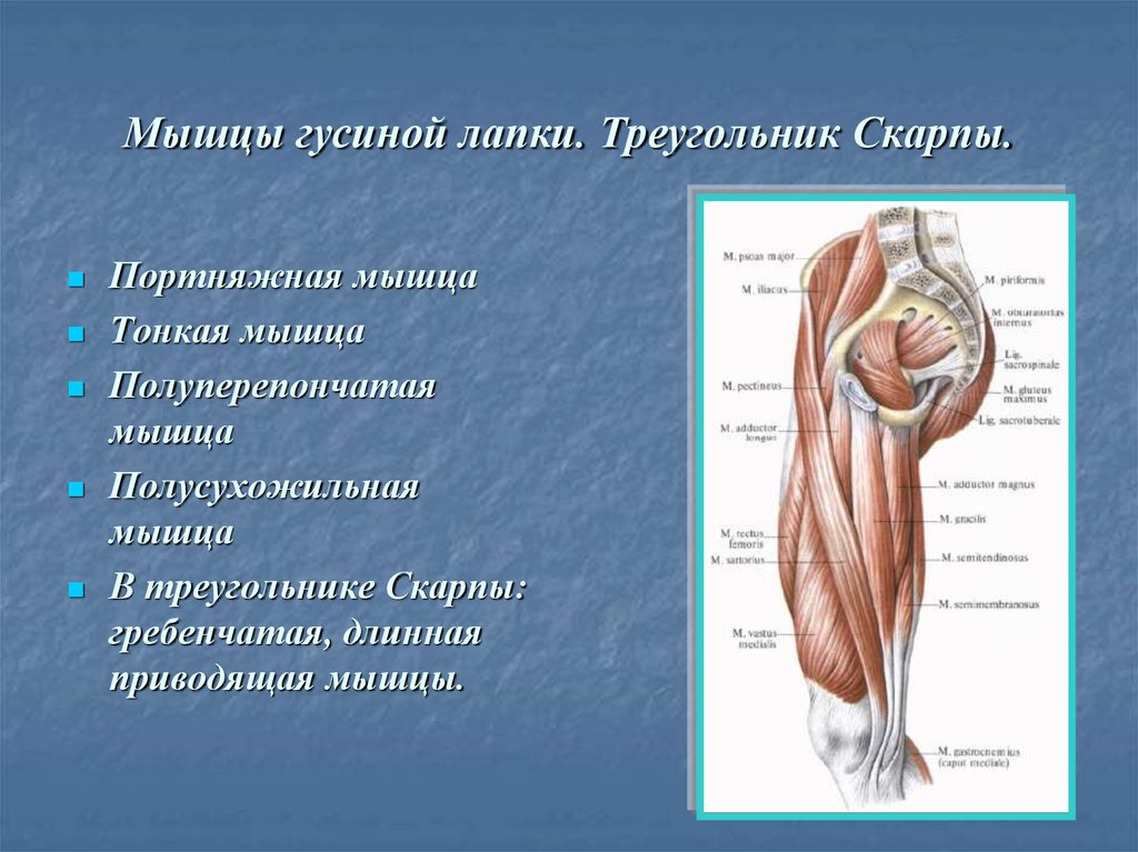 Образующая мышца. Мышцы гусиной лапки анатомия. Гусиная лапка мышцы бедра. Гусиная лапка анатомия нижней конечности. Портняжная мышца полусухожильная.