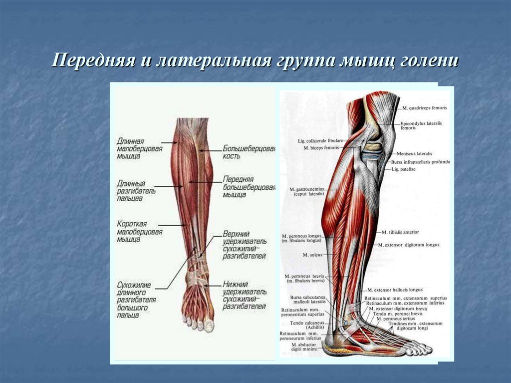 Анатомия ноги человека мышцы и связки ниже колена фото