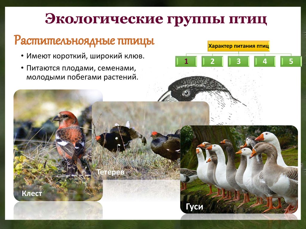 Роль растительноядных птиц в природных сообществах. Растительноядные птицы. Экологические группы птиц. Растительноядные птицы презентация. Птицы Насекомоядные и растительноядные.