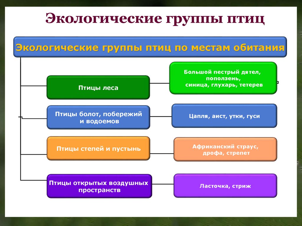 Заполните схему классификация птиц