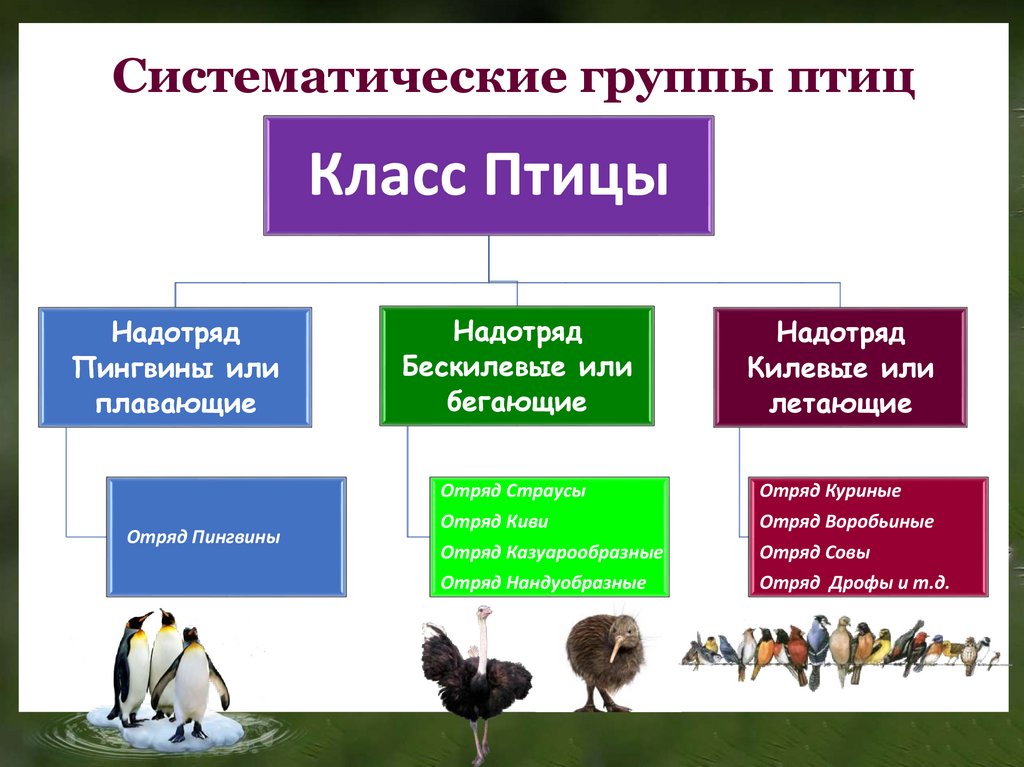 Завершите схему класс птицы систематическая группа