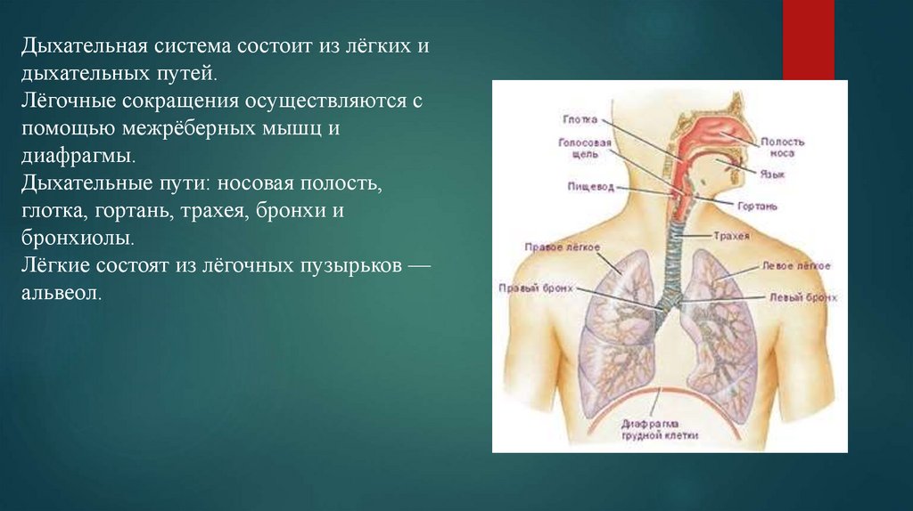 Дыхательная и кровеносная система. Взаимодействие сердечно сосудистой и дыхательной системы. Лепбук на тему дыхание и кровеносная система. Как сократить легочные нервные Тики.